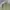 Japanese brand Vintage Parka Pria green photo 2