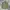 Japanese brand Vintage Parka Pria green photo 1