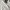 Teenie Weenie Vintage Casual Hoody Pria white photo 4