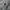 Dickies Streetwear Hoody Pria gray photo 4
