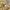 Carhartt Streetwear T-shirt Pria tan photo 4