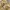 Carhartt Streetwear T-shirt Pria tan photo 3