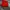 Fila Sportswear Short Pria red photo 2