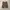 Minimalist Casual Short Pria brown photo 1