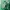 Pancoat Streetwear Indie Sweater Pria green photo 5