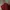 Vintage Pria burgundy photo 3