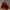 Vintage Pria Burgundy