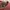 et cetera Luxury Casual Shirt Wanita burgundy photo 4