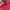 Stussy Vintage Windbreaker Pria red photo 6