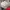 Osprey Gorpcore Bag Pria red photo 3