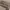 Salomon Streetwear Hat Pria Tan