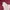 Guess Grunge Coquette T-shirt Wanita white pink photo 4