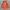 Casual Parka Pria orange photo 2