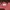 Vivastudio Streetwear Sportswear Sweatshirt Pria red photo 2