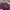 Dickies Streetwear Pria burgundy photo 1