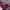 Dickies Streetwear Pria burgundy photo 4