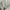 Polo Ralph Lauren Grunge Casual Harrington jacket Pria cream photo 4