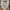Levi's Streetwear Skater Jeans Pria tan photo 6
