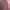Uniqlo Casual Sweatpants & Joggers Pria red photo 5