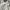 Casual Crop top Wanita white photo 1