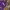 Adidas Sportswear Sweatshirt Pria purple photo 2