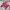 Sportswear Jersey Pria burgundy red photo 5