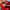 Puma Sportswear Sneakers Pria red photo 7