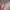 Pakaian adat Pakaian Nasional Prom dress Wanita pink photo 1