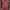 Guess Y2K Blouse Wanita burgundy photo 1