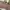 Converse Streetwear Indie Sneakers Pria white pink photo 8