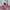 Converse Streetwear Indie Sneakers Pria white pink photo 1