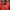 bebe Luxury Bodycon dress Wanita orange photo 2