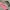 Cosplay Coquette Hair accessory Wanita pink photo 1