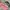 Cosplay Coquette Hair Accessory Wanita Pink