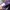 GAP Vintage Casual Short Pria purple white photo 4