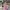 Luxury Coquette Trench coat Wanita pink photo 6