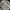 Dickies Casual Sweatshirt Pria gray photo 2