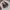H&M Casual Crop top Wanita brown photo 6