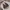H&M Casual Crop top Wanita brown photo 4