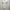 Fairy Coquette Midi dress Wanita white photo 1