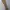 OshKosh Streetwear Casual Casual pants Pria tan khaki photo 2