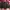 TOMS Vintage Casual Shirt dress Wanita burgundy photo 1