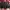 TOMS Vintage Casual Shirt Dress Wanita Burgundy