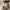 Casual Sweatshirt Pria tan photo 4