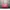 Luxury Bags & Purse Wanita Pink