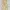 Dolce & Gabbana Luxury Midi dress Wanita multicolor cream photo 1