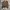 Champion Sportswear Casual Sweatshirt Pria brown photo 1