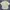 Polo Ralph Lauren Luxury Casual Casual Shirt Pria Cream