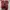 Nike Sportswear Sneakers Pria red gray photo 5