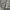 Montbell Streetwear Casual Formal shirt Pria tan brown photo 4